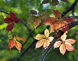 foglie di autunno illuminate dal sole
