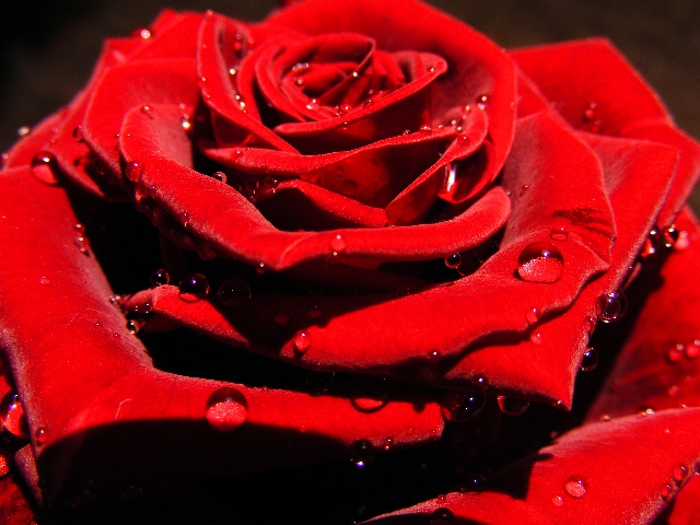 rosa rossa macro