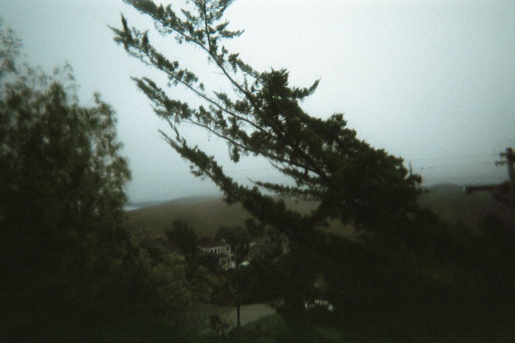 Alberi piegati dal vento in paesaggio malinconico