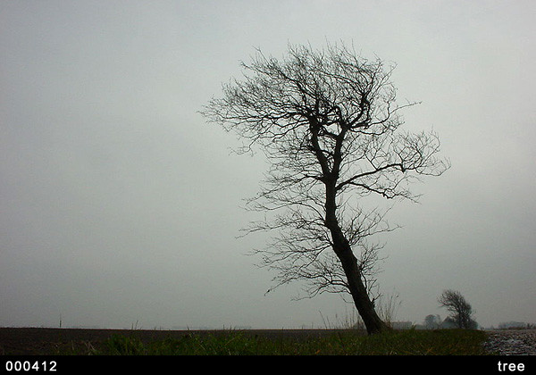 Albero che incute tristezza sotto un cielo plumbeo