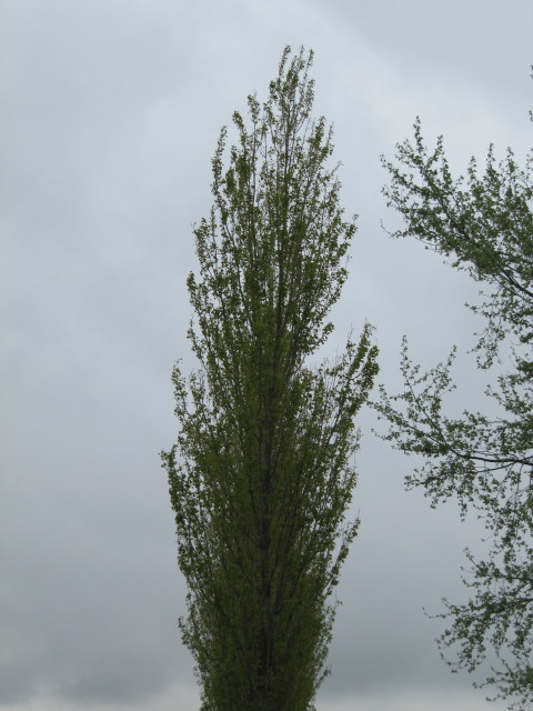 Albero di cipresso o simile che suscita malinconia