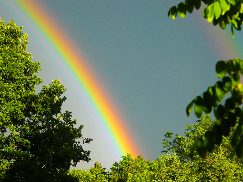 Arcobaleno ben definito che ha origine dagli alberi