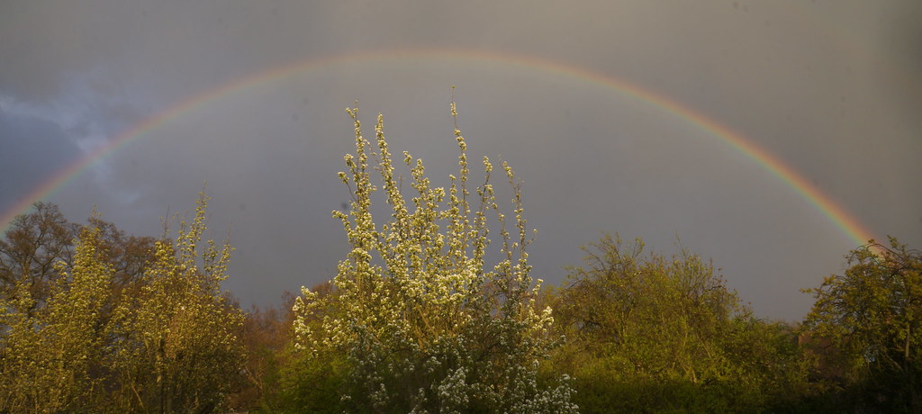 Arcobaleno in cielo molto brutto sopra vegetazione abbondante