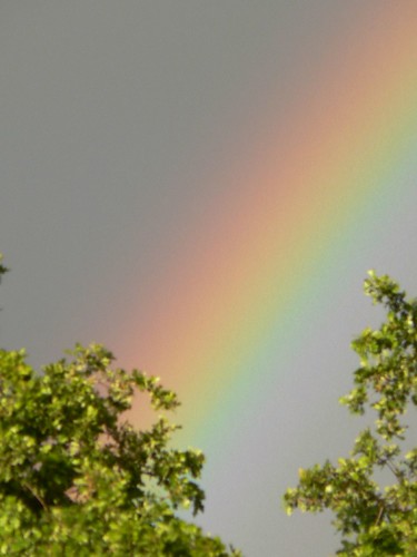 Arcobaleno inquadrato con zoom dietro alberi