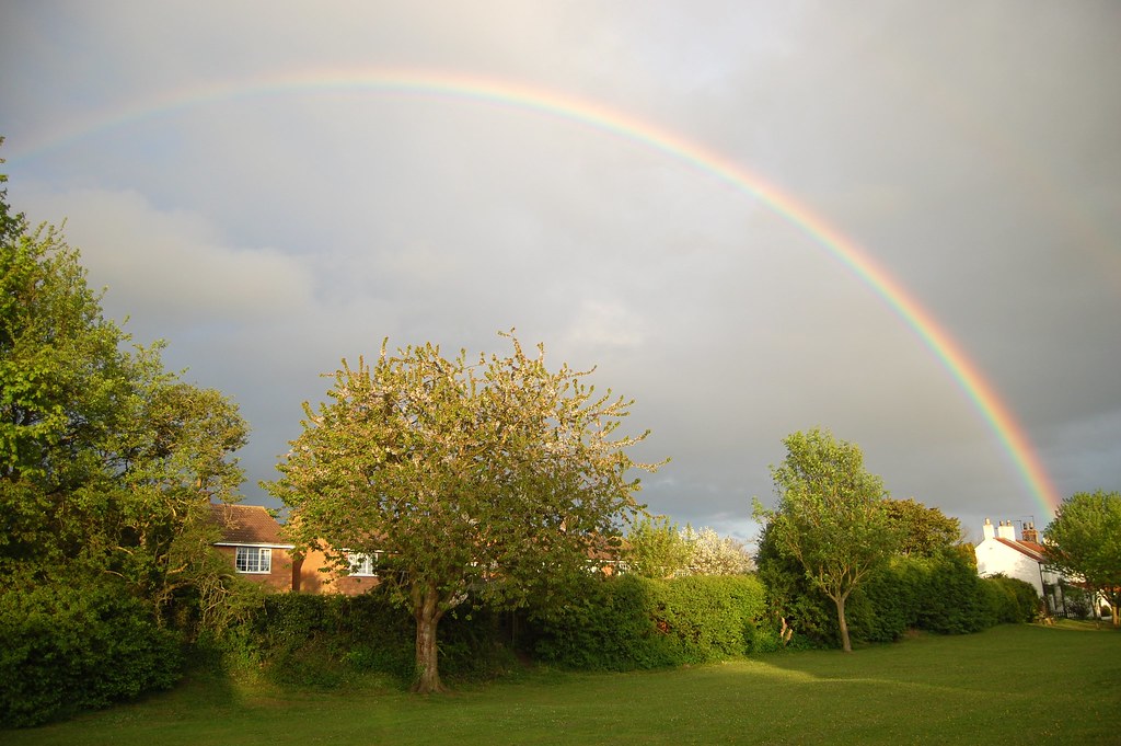 Arcobaleno sopra alberi di diverso tipo