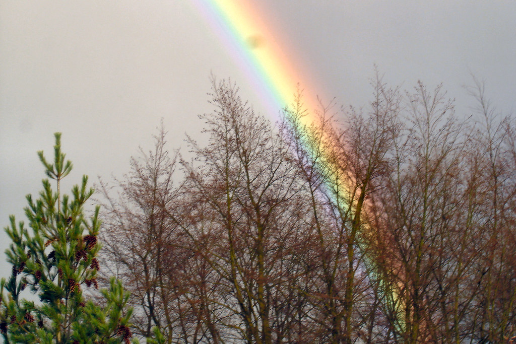 Arcobaleno spesso al di là degli alberi