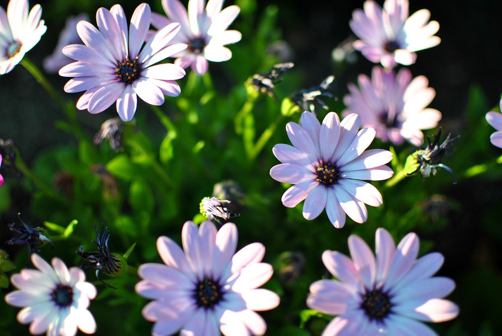 Bei fiori bianchi con tanti petali lunghi