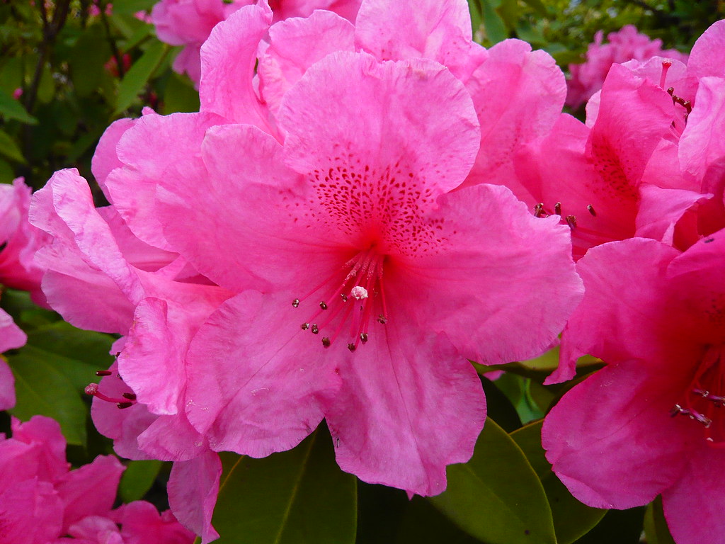 Bei fiori rosati sul fucsia