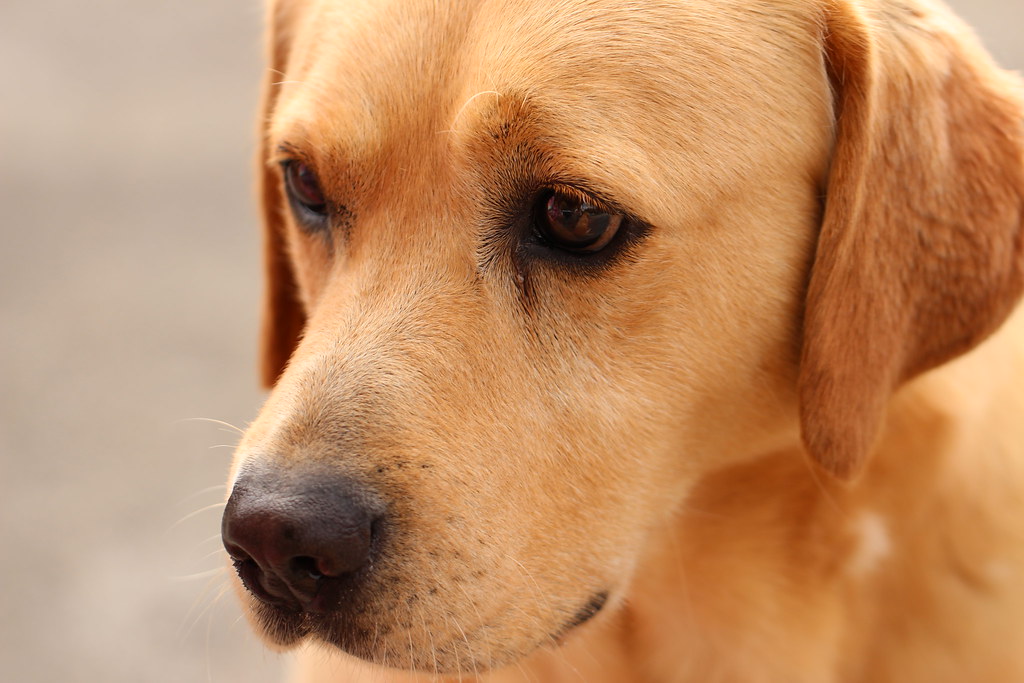 Bel cane marrone con espressione del viso malinconica