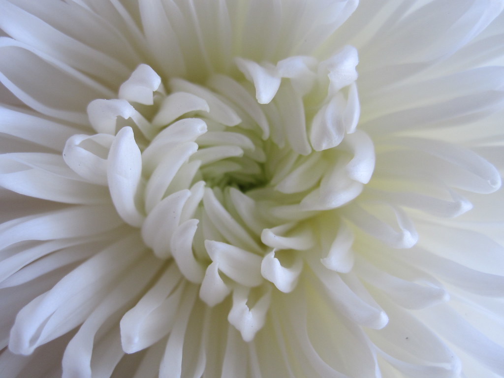 Bel fiore bianco con al centro petali disposti a cuore