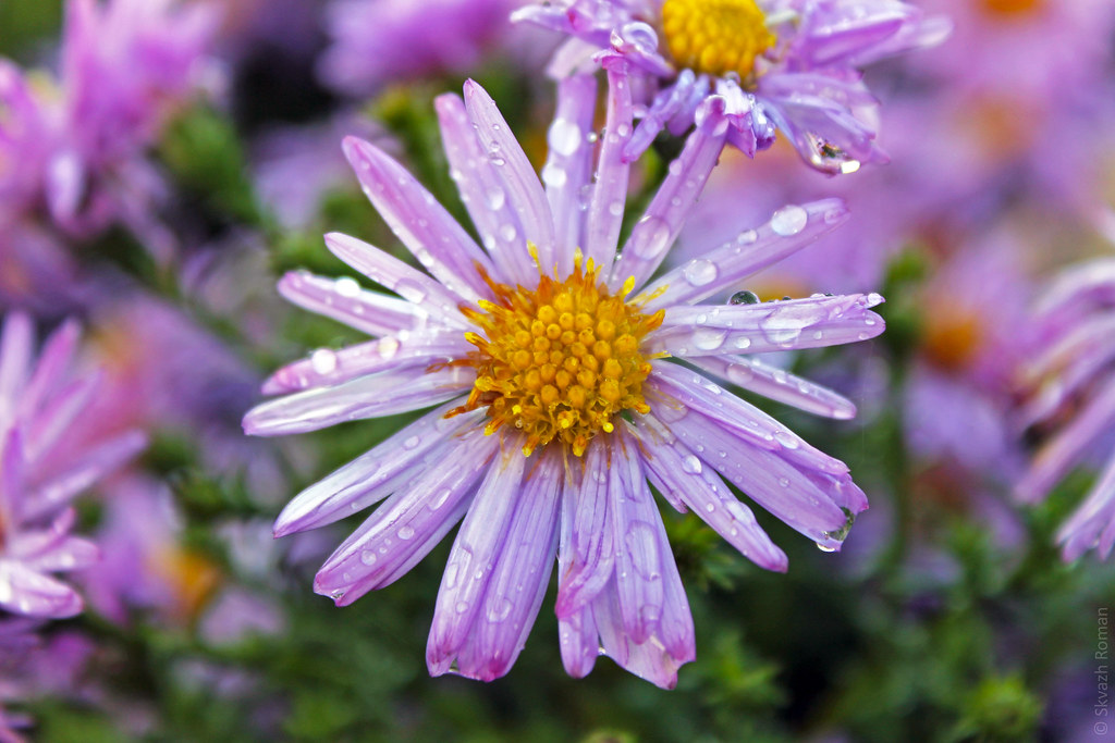 Bel fiore dai petali bagnati bianchi e porpora