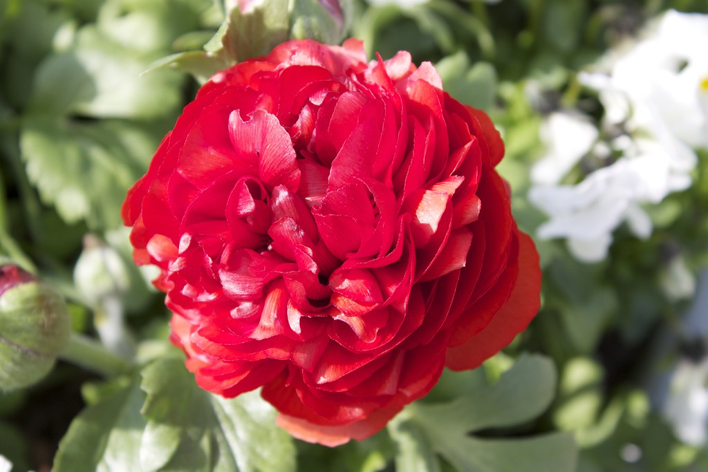 Bel fiore rosso che sembra una rosa