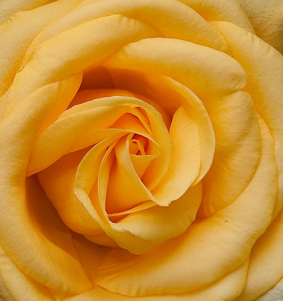 Bellissima rosa gialla da vicino con petali meravigliosi