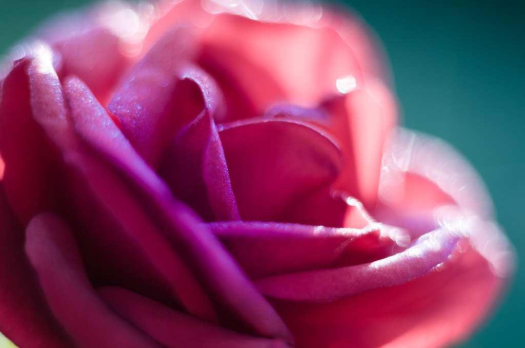 Bellissima rosa in primo piano che esprime romanticismo