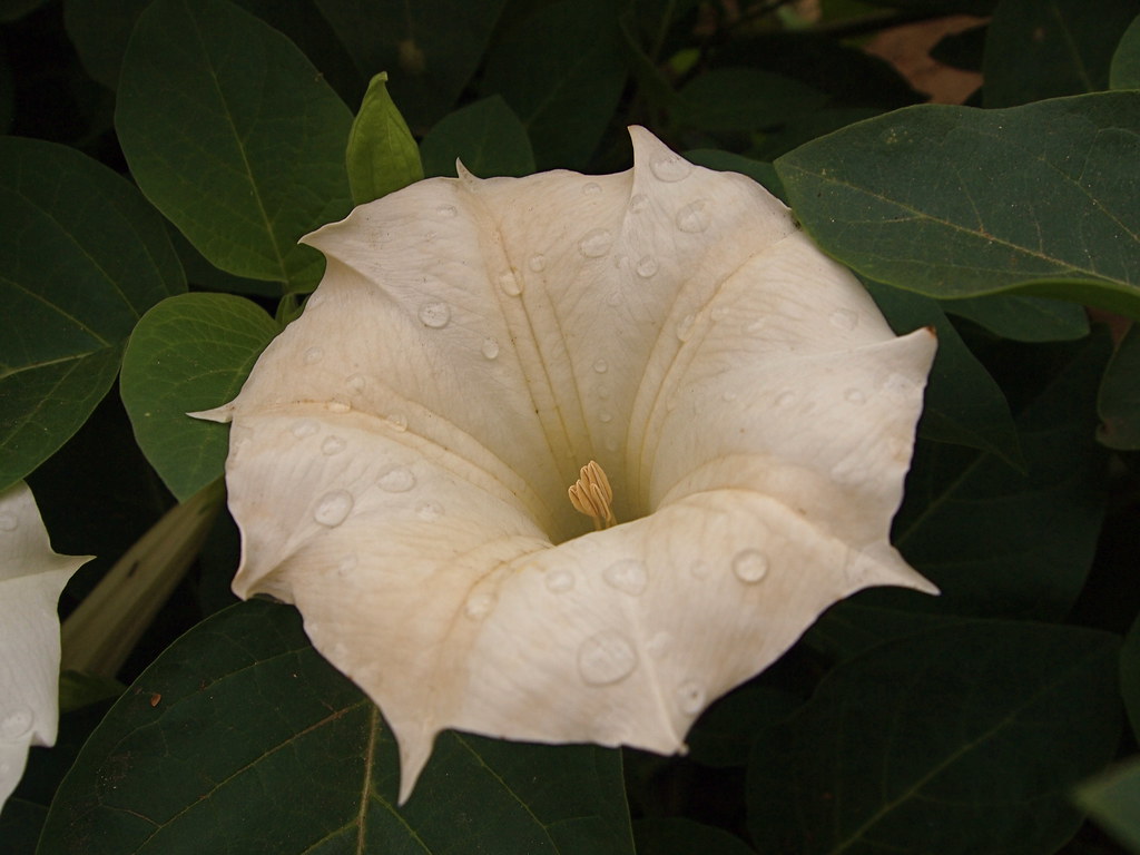 Bellissimo fiore bianco con petali piegati verso il basso e rugiada