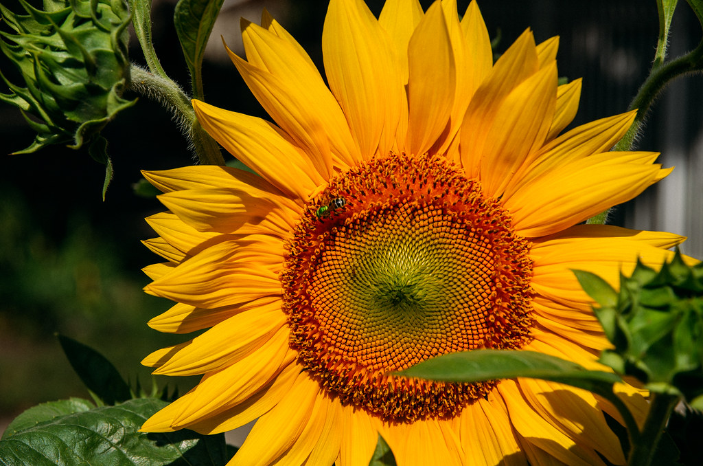 Bellissimo girasole con dentro un insetto