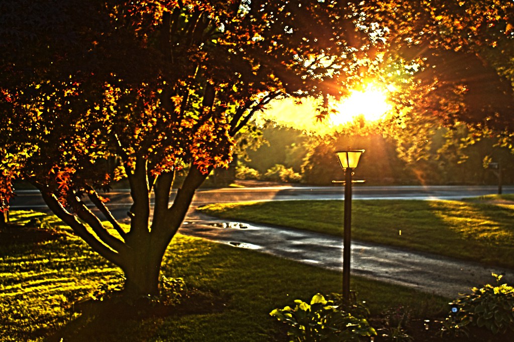 Bellissimo parco con albero e lampione al tramonto