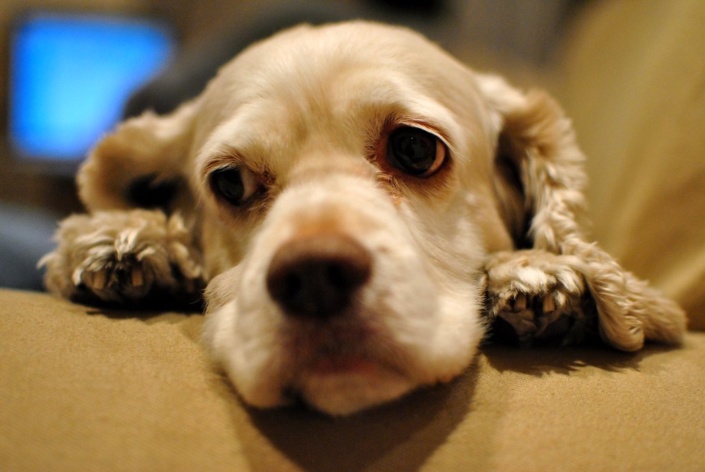 Cane avvilito sul divano che fa molta tenerezza