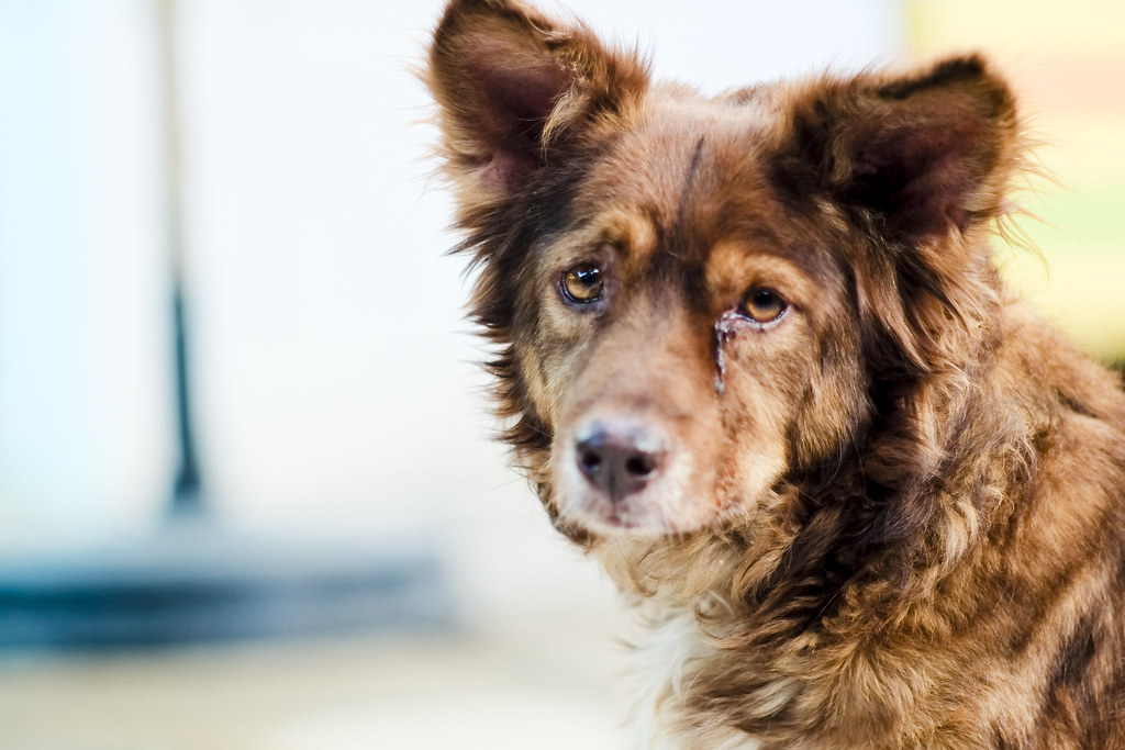 Cane con sguardo triste rivolto verso qualcuno
