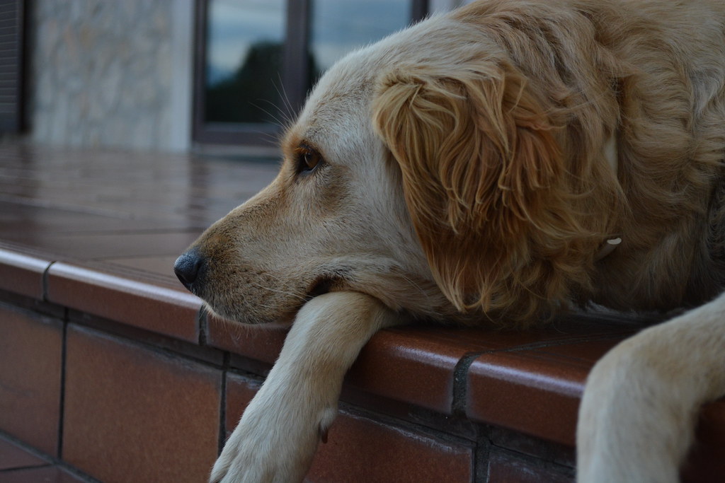 Cane triste ad ingresso di casa