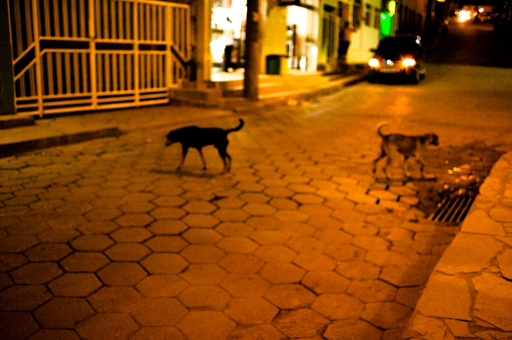 Cani in strada di notte che suscitano una certa malinconia