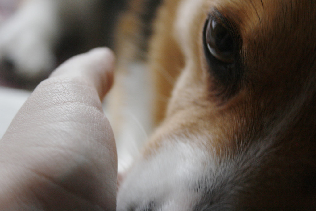 Carezza a bel cane con musetto molto dolce