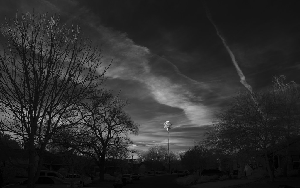 Cielo drammatico che sovrasta alberi in modo inquietante