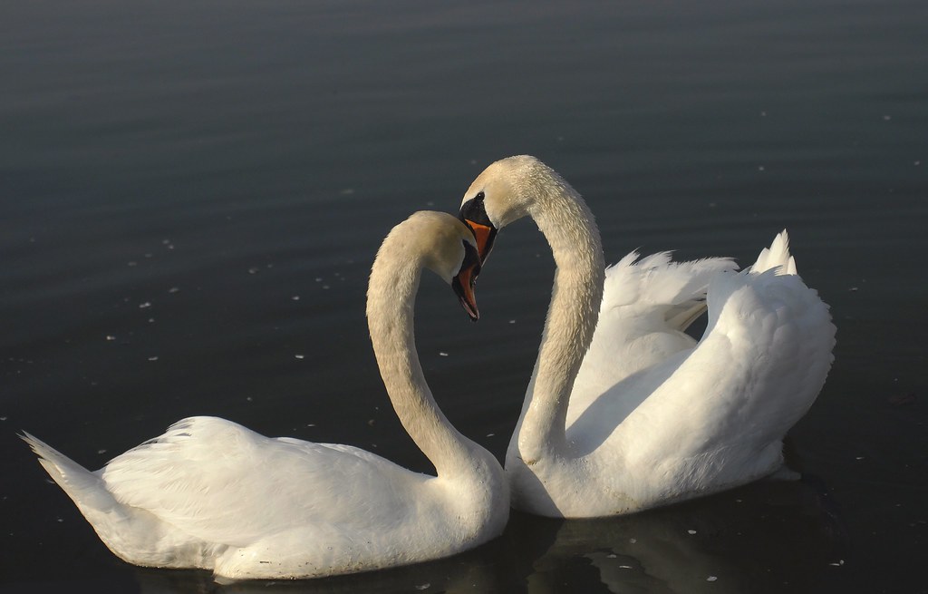 Cigni in atteggiamenti affettuosi che formano un bel cuore