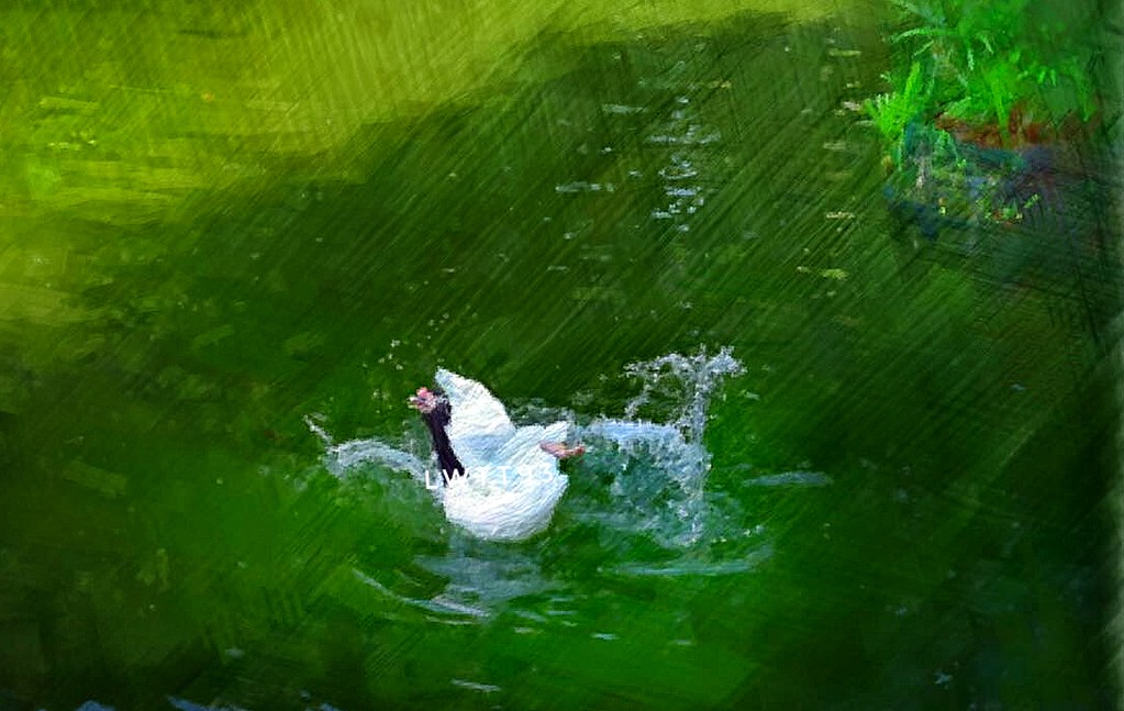 Cigno che si muove confusamente per arraffare la preda