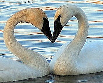 Cigno innamorati che formano un cuore sul lago