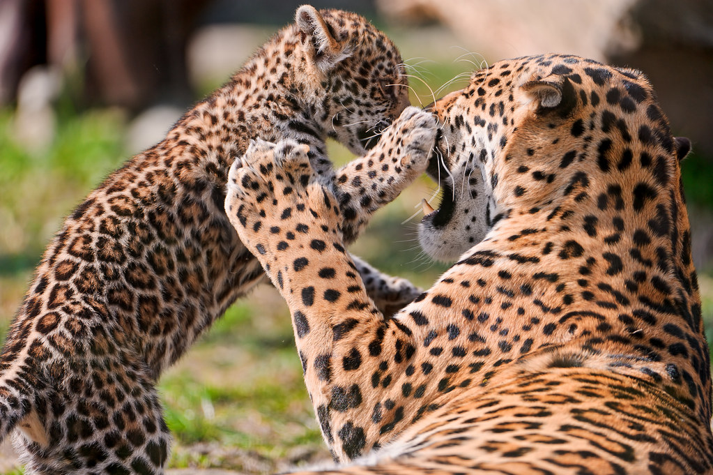 Cucciolo di tigre che gioca teneramente con mamma tigre