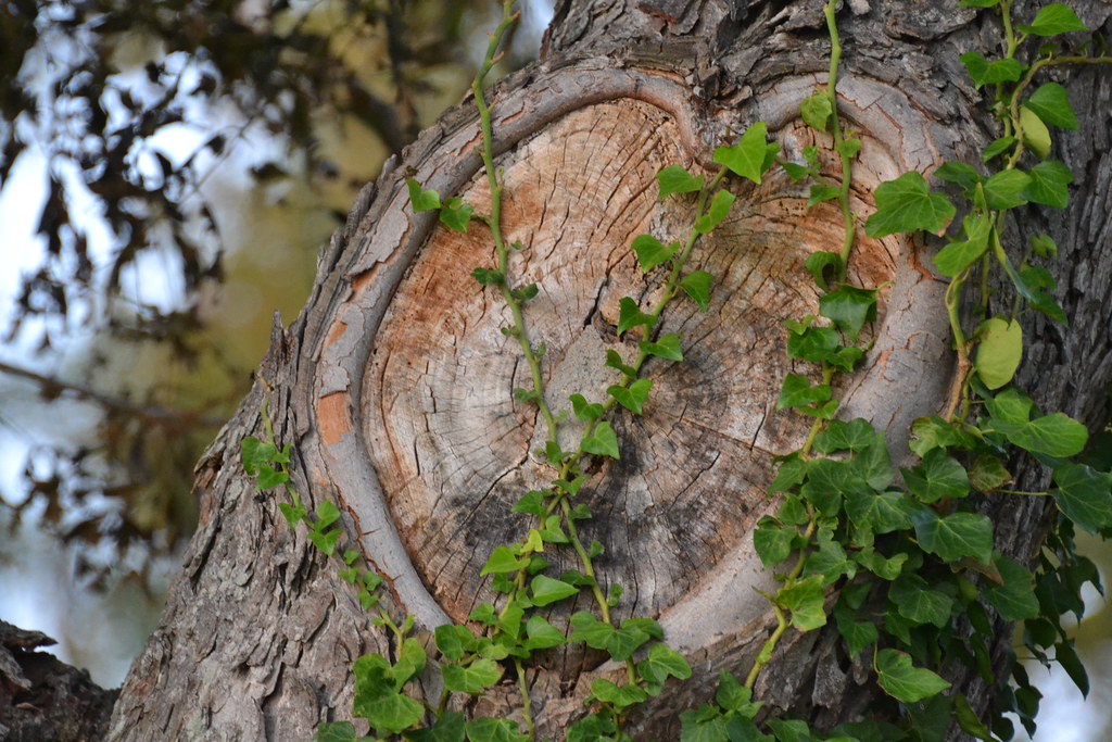 Cuore ricavato sulla corteccia di un albero