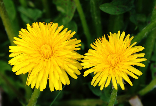 Due fiori gialli con tinta uniforme