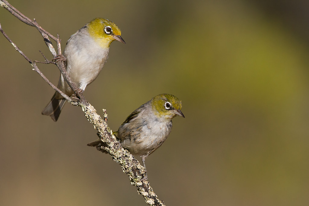 Due simpatici uccelli della specie occhialino dorsogrigio su ramo