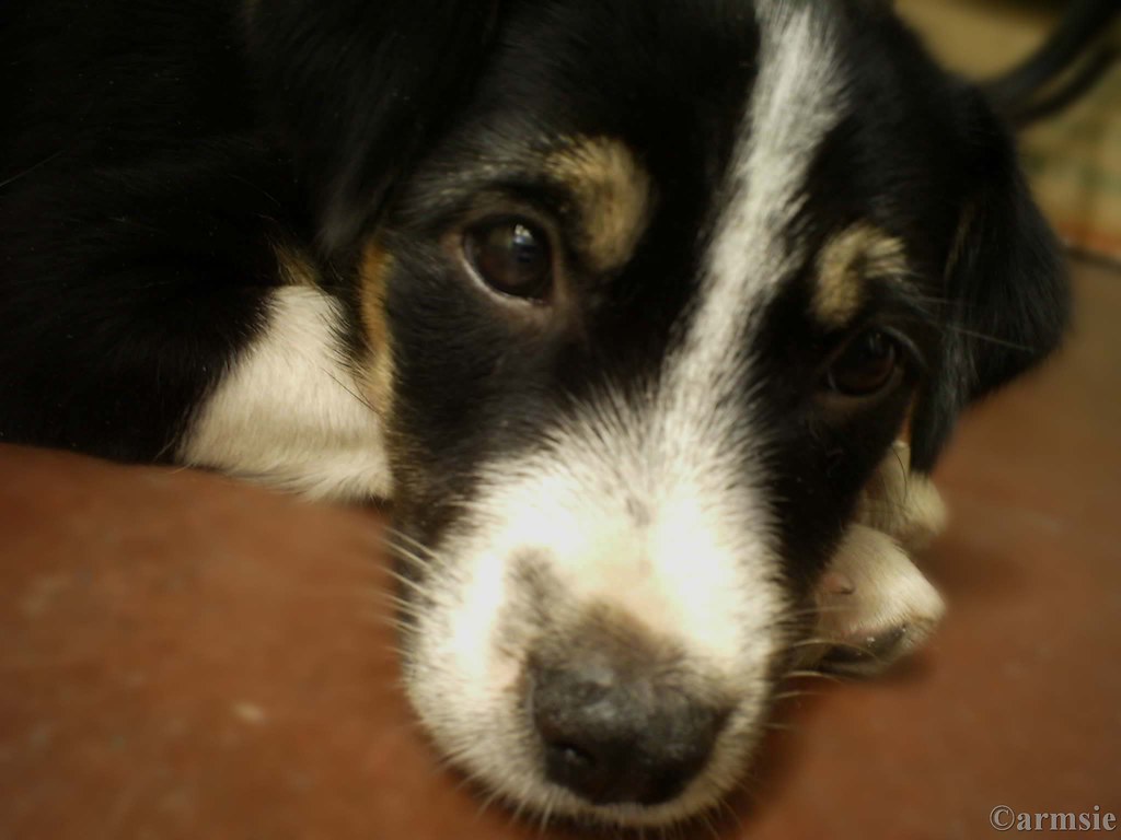 Faccia da cane bastonato