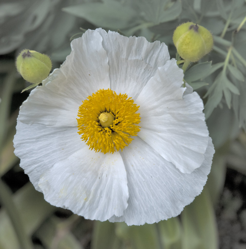 Fiore bianco con interno giallo e petali che formano un cerchio