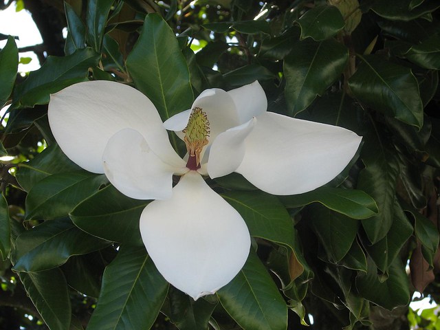 Fiore bianco con petali disposti in modo particolare