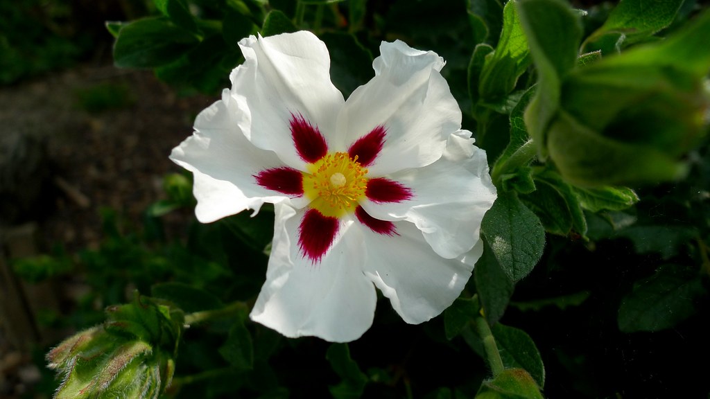 Fiore bianco con tanti piccoli coni rossastri al centro