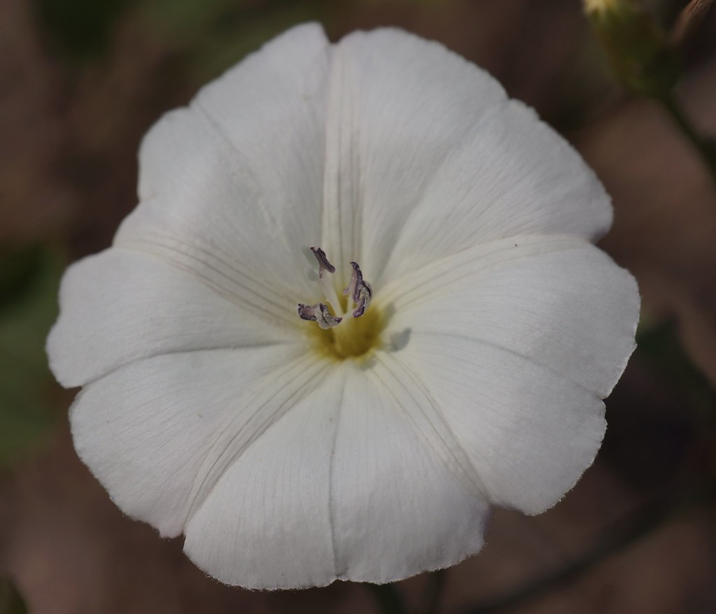 Fiore bianco di forma circolare