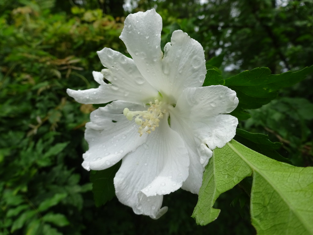 Fiore bianco umido di rugiada che esprime grande purezza