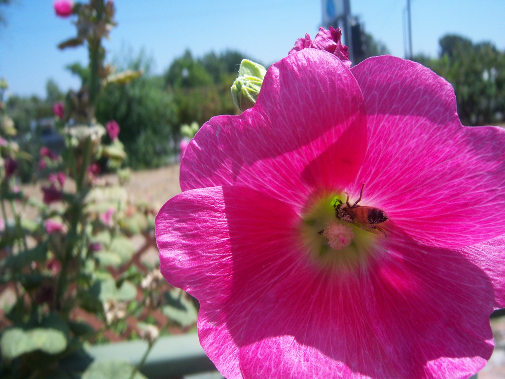 Fiore color fucsia in primo piano con ape al centro