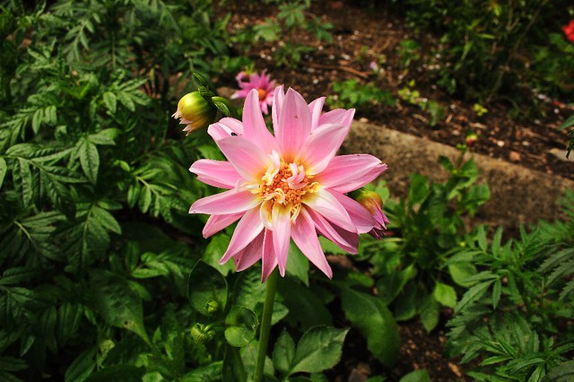 Fiore con bei petali abbondanti di colore rosa con giallo al centro