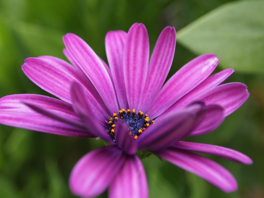 Fiore con diversi petali viola con venature bianche