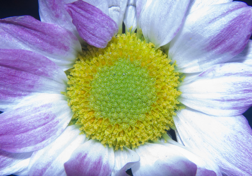 Fiore con grande parte centrale gialla e petali bianchi e viola