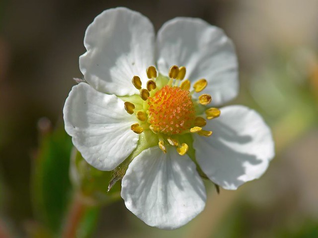 Fiore con parte centrale gialla e petali bianchi