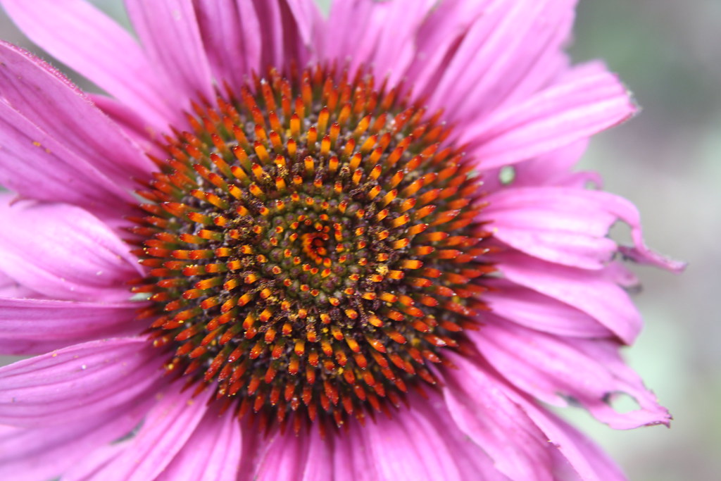 Fiore con petali rosa con venature bianche e parte centrale voluminosa