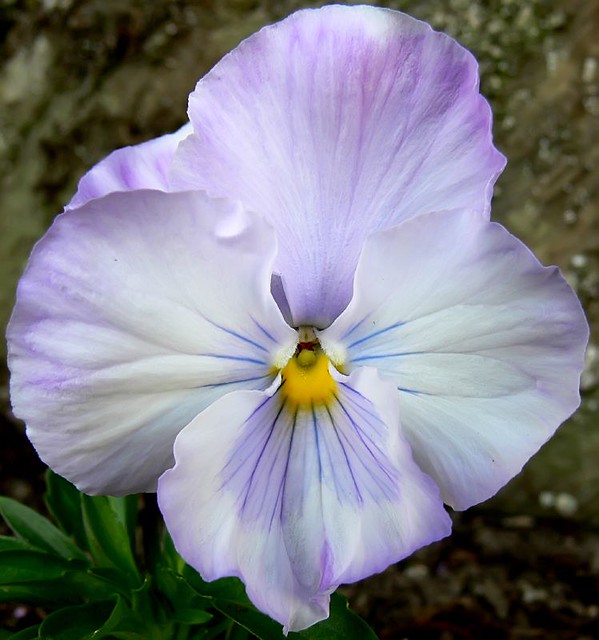 Fiore con petali violacei con del bianco sovrapposti molto bene