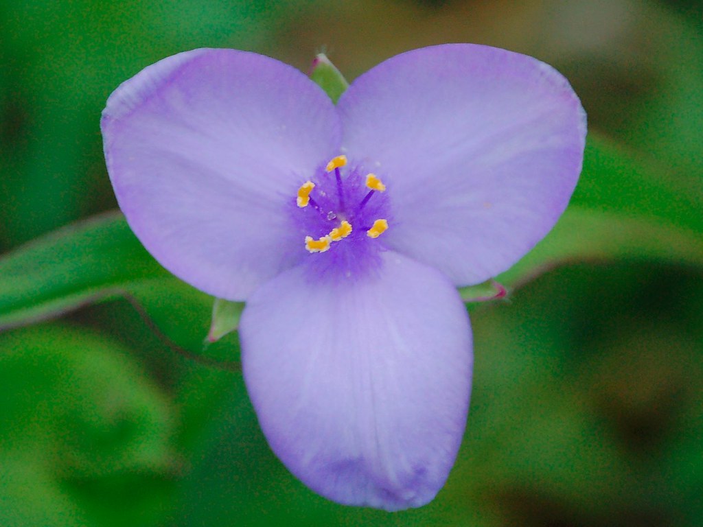 Fiore con tre petali violacei e pistilli gialli