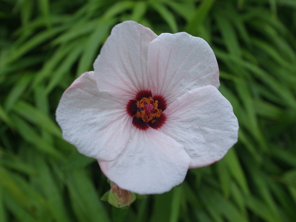 Fiore con un centro marroncino e petali bianchi con venature