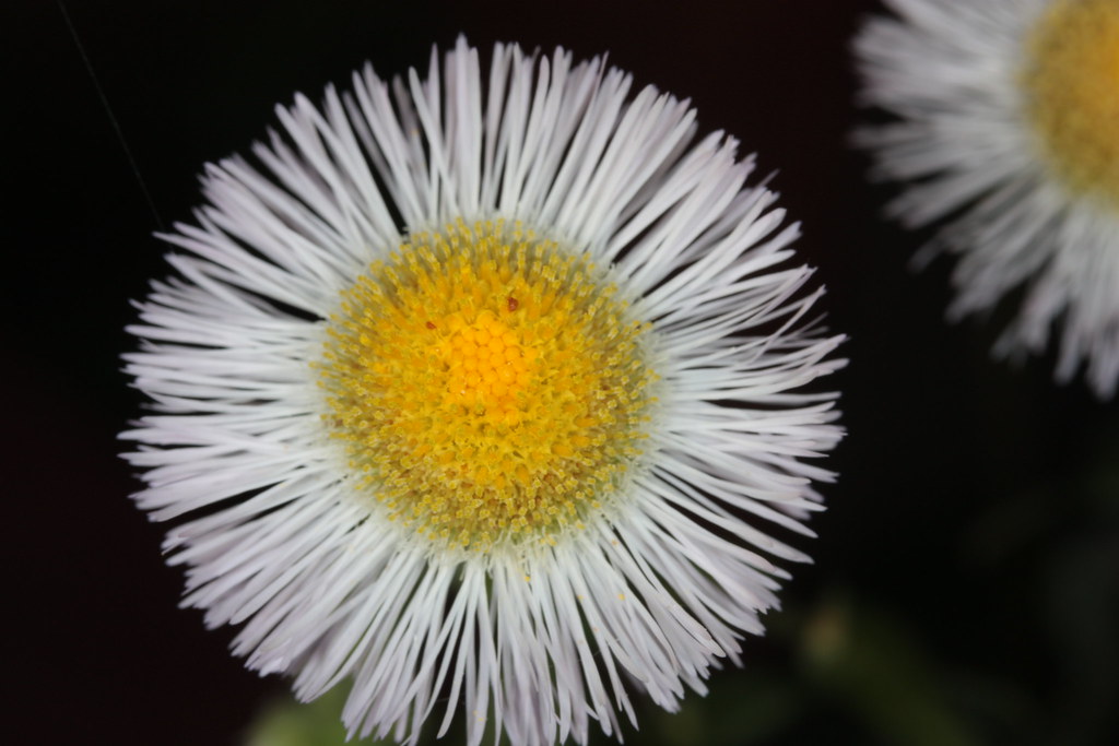 Fiore Da Vicino Con Grande Centro Giallo E Tanti Piccolissimi Petali Bianchi Frasibelle It